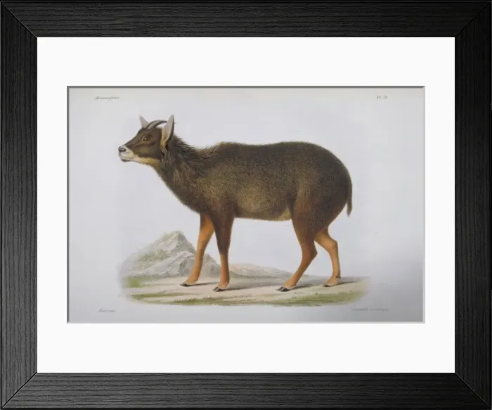 Framed Print : Antilope edwardsii, goral Framed Print : Antilope edwardsii, goral
