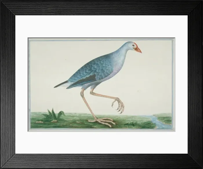 Framed Print : Porphyrio porphirio poliocephalus, purple swamphen Framed Print : Porphyrio porphirio poliocephalus, purple swamphen