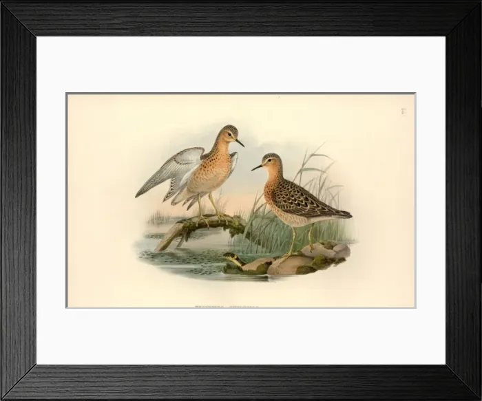 Framed Print : Tryngites subruficollis, buff-breasted sandpiper Framed Print : Tryngites subruficollis, buff-breasted sandpiper