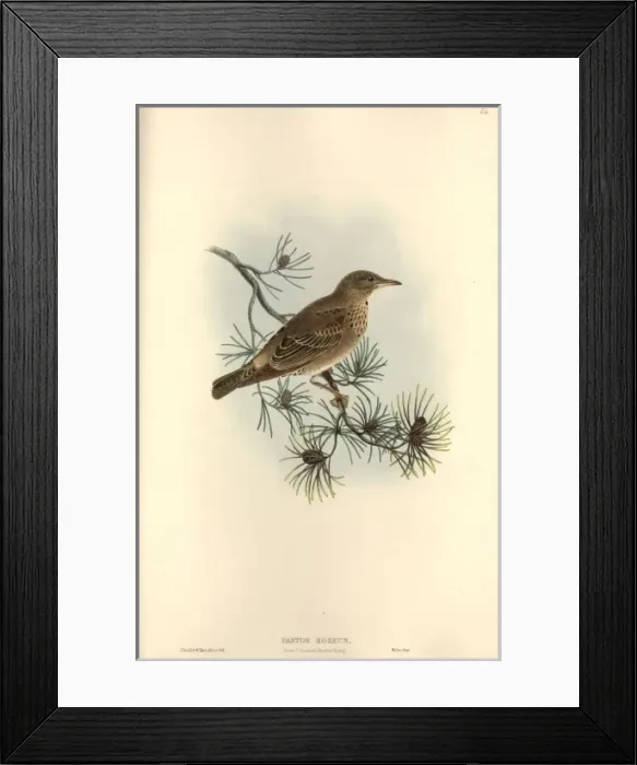 Framed Print : Sturnus roseus, rosy starling Framed Print : Sturnus roseus, rosy starling