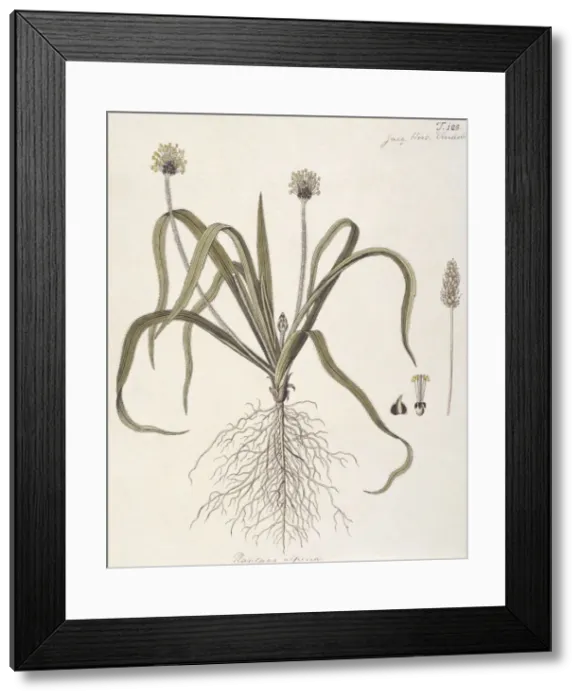 Framed Print : Plantago alpina, plantain Framed Print : Plantago alpina, plantain