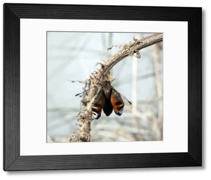 Framed Print : Inachis io, peacock butterfly, emerging from its pupa Framed Print : Inachis io, peacock butterfly, emerging from its pupa