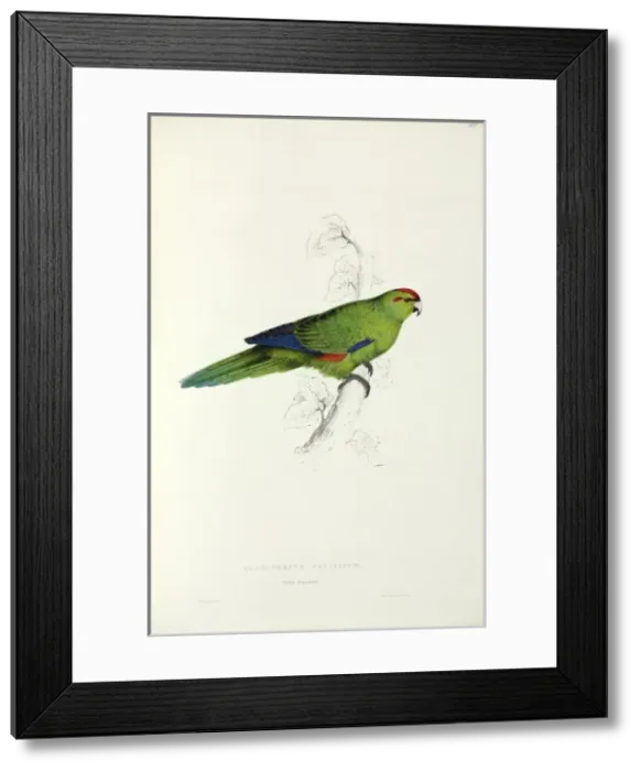 Framed Print : Aratinga strenua, Pacific parakeet Framed Print : Aratinga strenua, Pacific parakeet