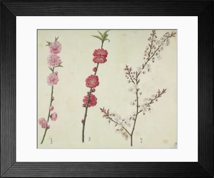 Framed Print : Prunus cv. Plate 410 from the John Reeves Collection of Botanical Drawings Framed Print : Prunus cv. Plate 410 from the John Reeves Collection of Botanical Drawings