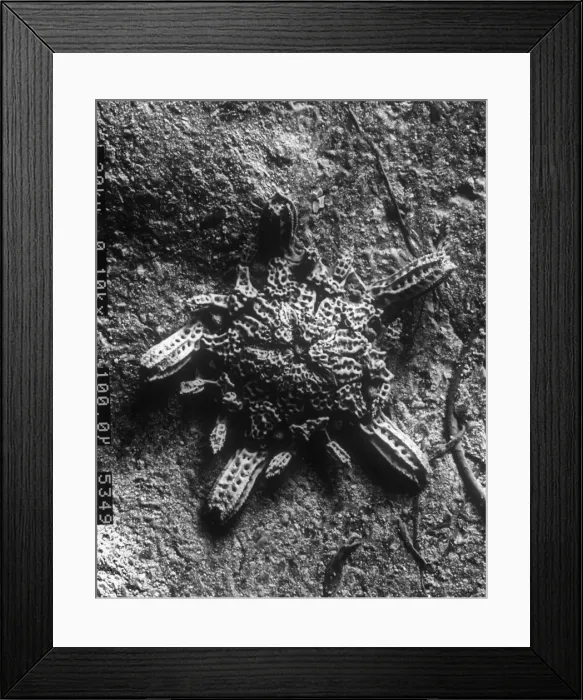 Framed Print : Ophioctenella sp. brittle star Framed Print : Ophioctenella sp. brittle star