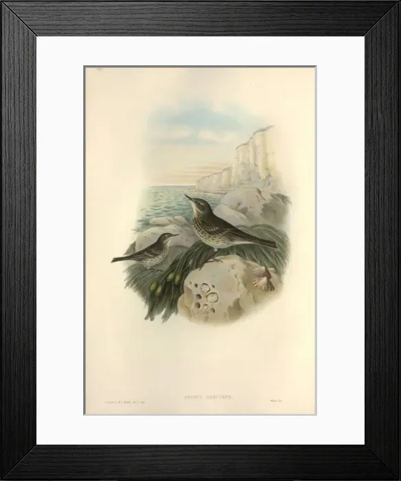 Framed Print : Anthus petrosus, rock pipit Framed Print : Anthus petrosus, rock pipit