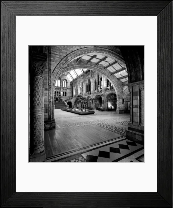 Framed Print : The Natural History Museum, London Framed Print : The Natural History Museum, London
