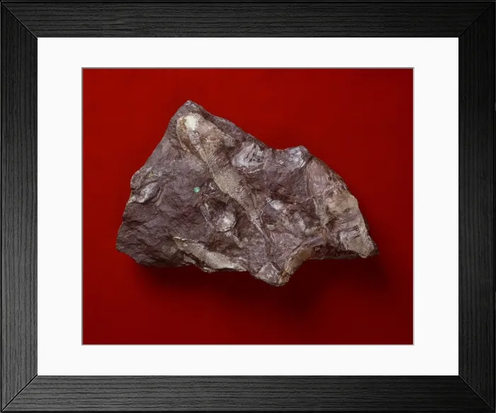 Framed Print : Cephalaspid, fishes Framed Print : Cephalaspid, fishes