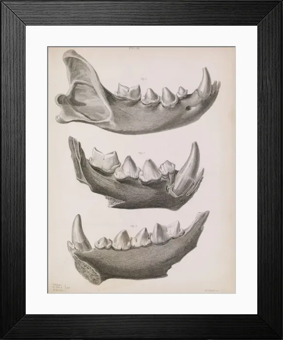 Framed Print : Plate 4 in Reliquiae Diluvianae (1823) Framed Print : Plate 4 in Reliquiae Diluvianae (1823)