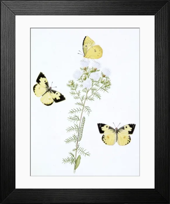 Framed Print : Papilio, clouded yellow butterfly Framed Print : Papilio, clouded yellow butterfly