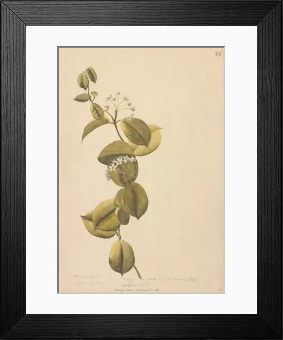 Framed Print : Asclepias volubilis Framed Print : Asclepias volubilis