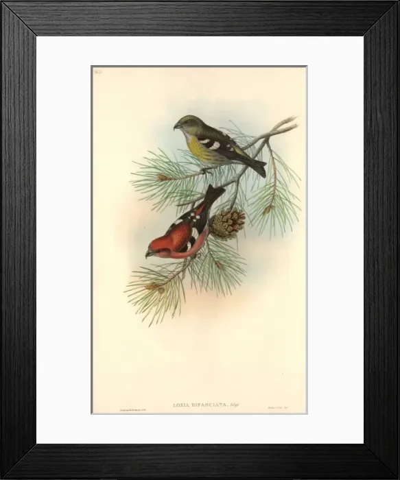 Framed Print : Loxia leucoptera, white-winged crossbill Framed Print : Loxia leucoptera, white-winged crossbill