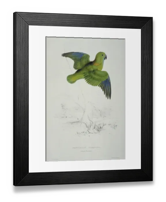 Framed Print : Psittacula kramei, rose-ringed parakeet Framed Print : Psittacula kramei, rose-ringed parakeet