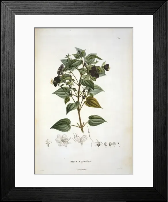 Framed Print : Rhexia grandiflora Framed Print : Rhexia grandiflora