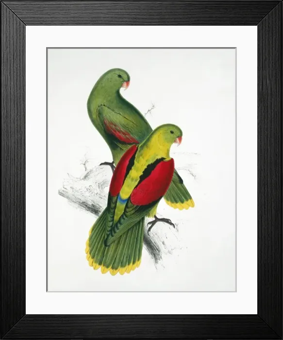 Framed Print : Aprosmictus erythropterus, red-winged parrot Framed Print : Aprosmictus erythropterus, red-winged parrot