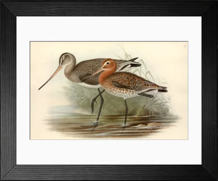 Framed Print : Limosa limosa, black-tailed godwit Framed Print : Limosa limosa, black-tailed godwit