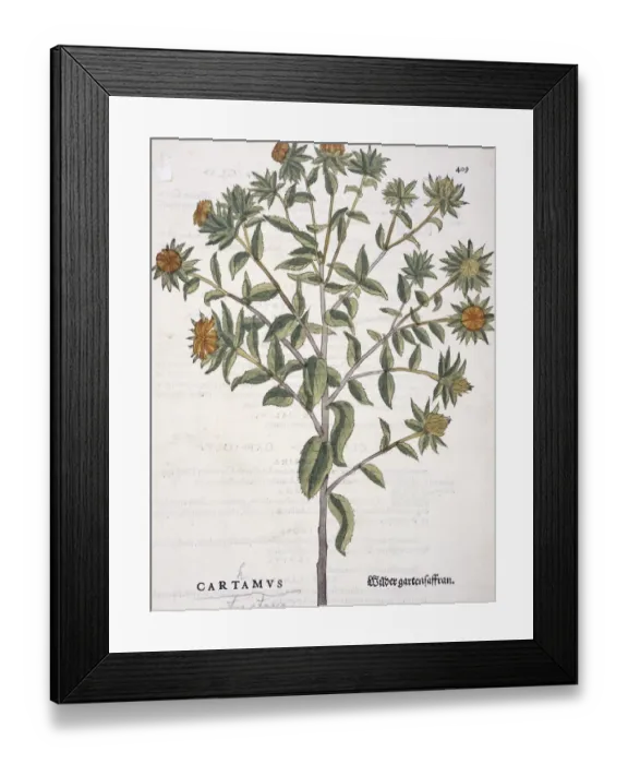 Framed Print : Carthamus tinctorius, safflower Framed Print : Carthamus tinctorius, safflower