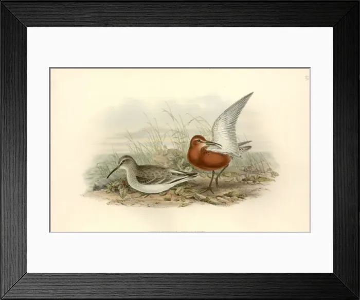 Framed Print : Calidris ferruginea, curlew sandpiper Framed Print : Calidris ferruginea, curlew sandpiper