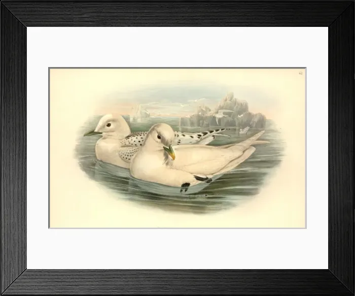 Framed Print : Pagophila eburnea, ivory gull Framed Print : Pagophila eburnea, ivory gull