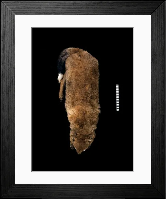 Framed Print : Dusicyon antarcticus, Falkland fox Framed Print : Dusicyon antarcticus, Falkland fox