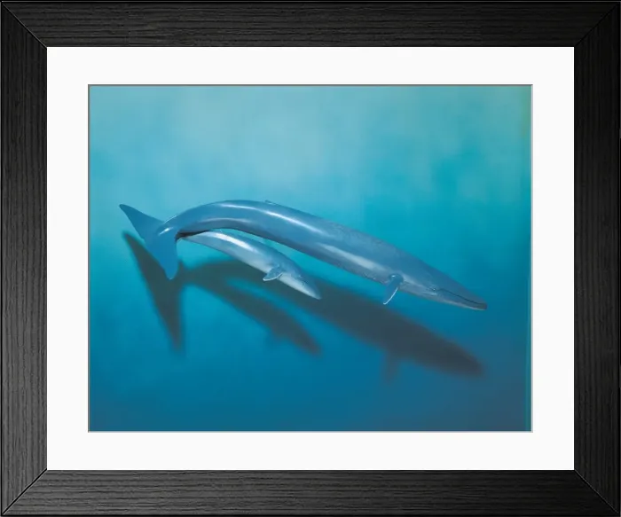 Framed Print : Balaenoptera musculus, blue whale Framed Print : Balaenoptera musculus, blue whale