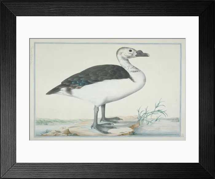 Framed Print : Sarkidiornis melanotus, comb duck Framed Print : Sarkidiornis melanotus, comb duck