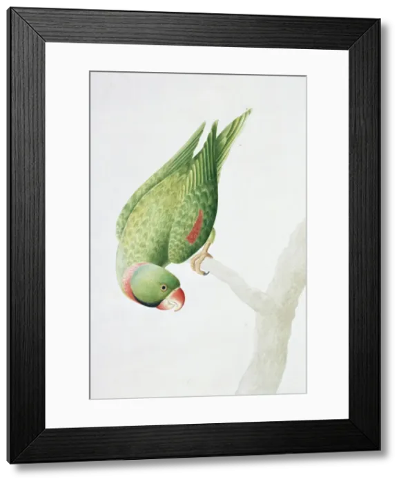 Framed Print : Psittacula eupatria, Alexandrine parakeet Framed Print : Psittacula eupatria, Alexandrine parakeet