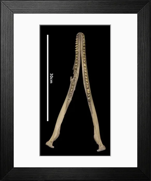 Framed Print : Sousa teuszii, Atlantic Hump-backed Dolphin Framed Print : Sousa teuszii, Atlantic Hump-backed Dolphin