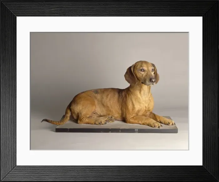 Framed Print : Canis lupus familiaris, dog Framed Print : Canis lupus familiaris, dog