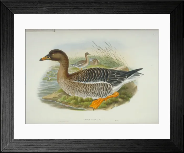 Framed Print : Anser fabalis, bean goose Framed Print : Anser fabalis, bean goose