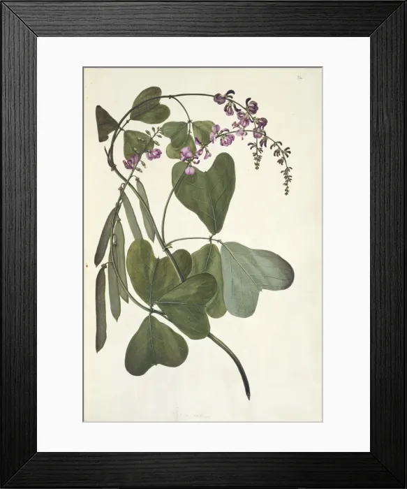 Framed Print : Vandasia retusa Framed Print : Vandasia retusa