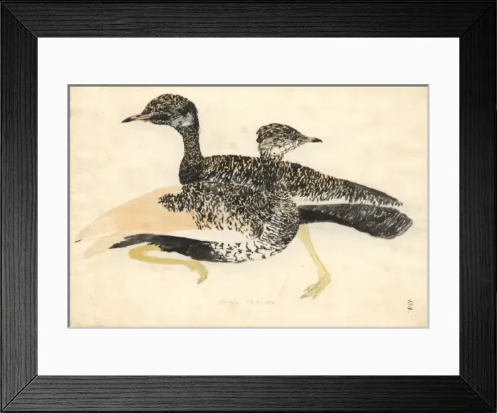 Framed Print : Afrotis afra, black bustard Framed Print : Afrotis afra, black bustard
