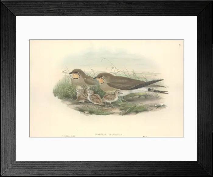 Framed Print : Glareola pratincola, collared pratincole Framed Print : Glareola pratincola, collared pratincole