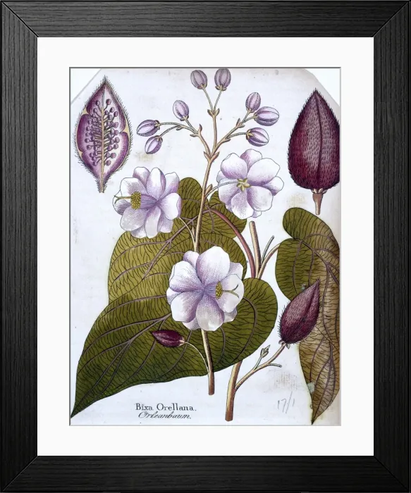 Framed Print : Bixa orellana L. lipstick tree or roucou Framed Print : Bixa orellana L. lipstick tree or roucou