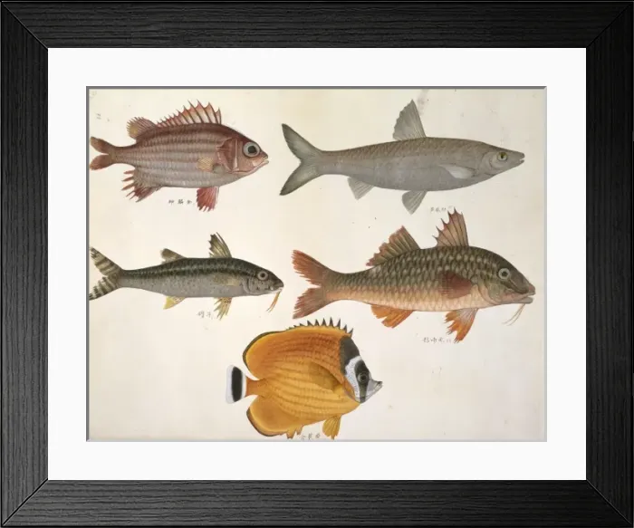 Framed Print : Plate 113 from the John Reeves Collection Framed Print : Plate 113 from the John Reeves Collection