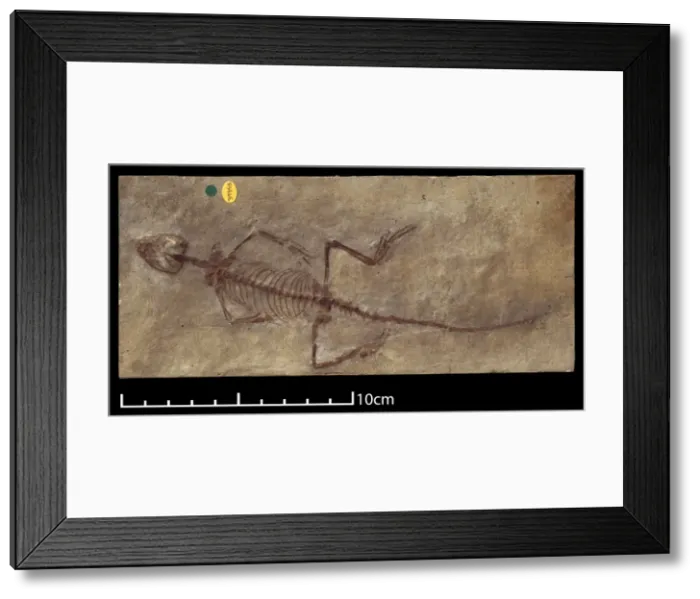 Framed Print : Homoeosaurus maximiliani Framed Print : Homoeosaurus maximiliani