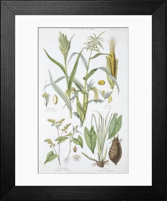 Framed Print : Plants used as food Framed Print : Plants used as food