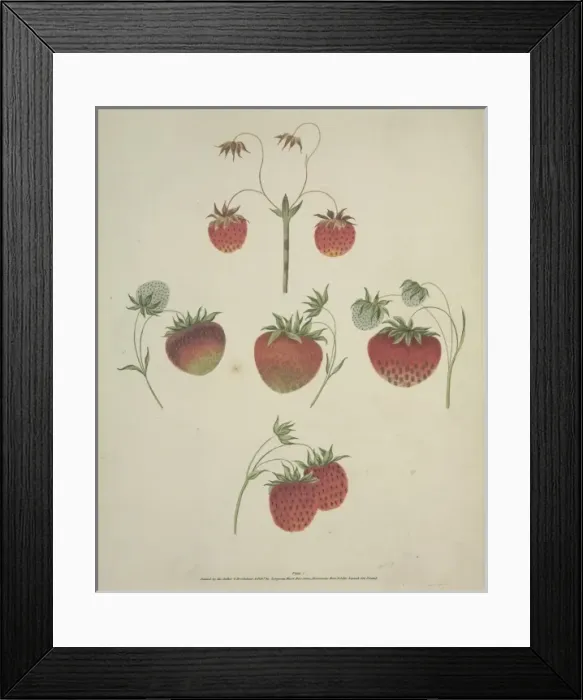 Framed Print : The Strawberry Framed Print : The Strawberry