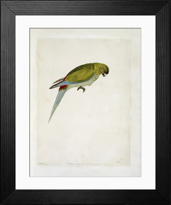 Framed Print : Cynoramphus zealandicus, black-fronted parakeet Framed Print : Cynoramphus zealandicus, black-fronted parakeet