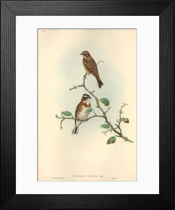 Framed Print : Emberiza rustica, rustic bunting Framed Print : Emberiza rustica, rustic bunting
