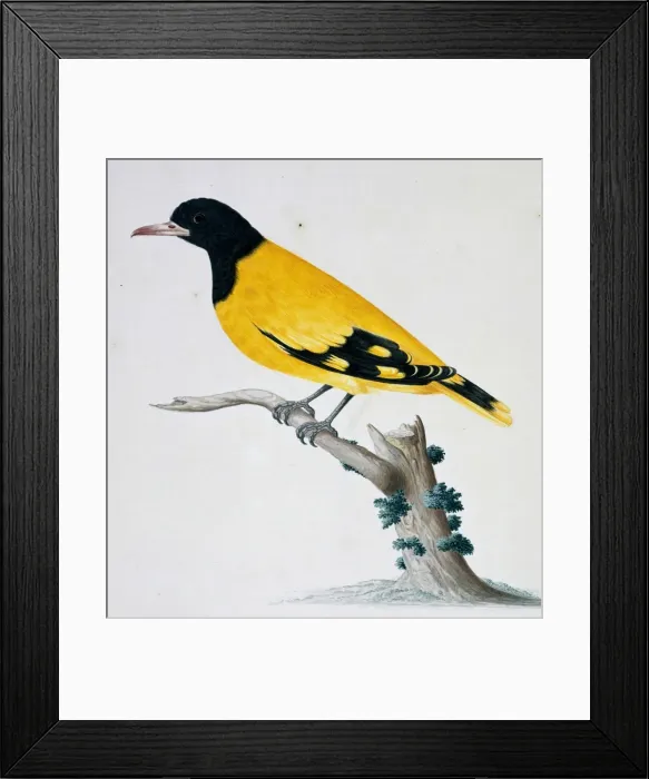 Framed Print : Coracias benghalensis, Indian roller Framed Print : Coracias benghalensis, Indian roller