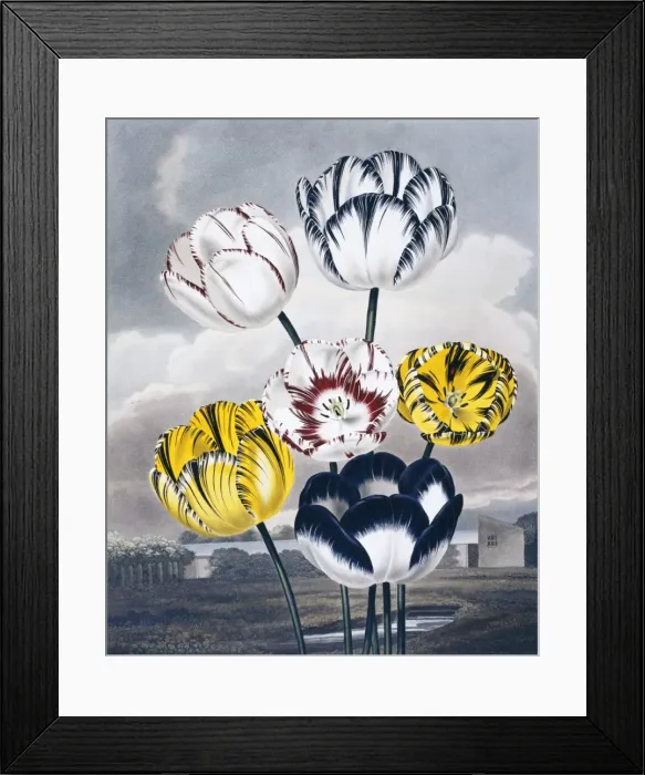Framed Print : Beauties of Flora Framed Print : Beauties of Flora