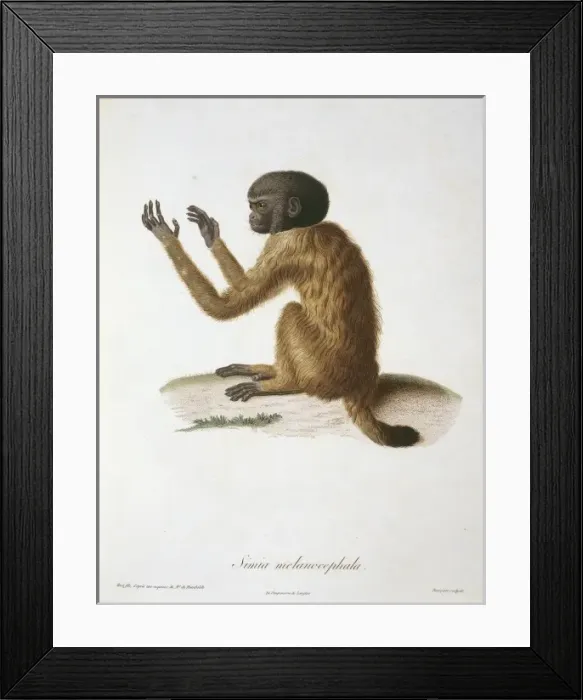 Framed Print : Simia melanocephala Framed Print : Simia melanocephala