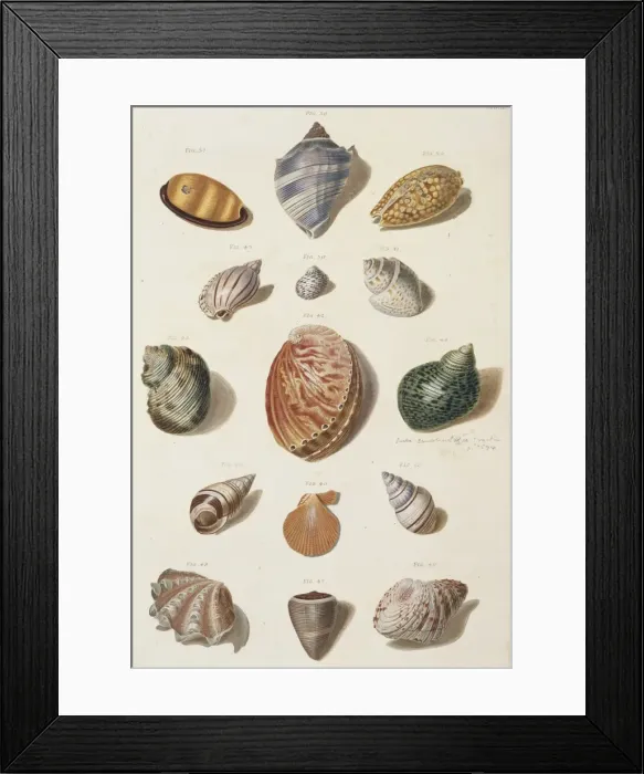 Framed Print : Collection of shells Framed Print : Collection of shells