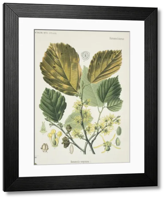 Framed Print : Hamamelis virginiana, witch hazel Framed Print : Hamamelis virginiana, witch hazel