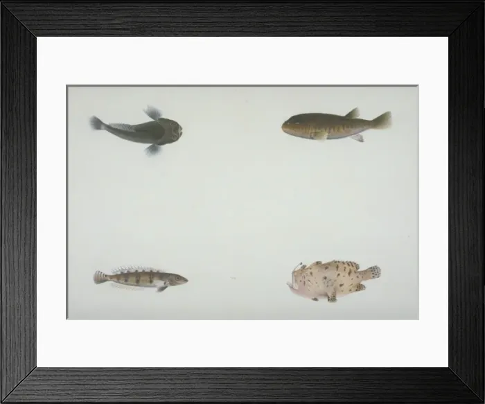 Framed Print : Plate 118 from the John Reeves Collection Framed Print : Plate 118 from the John Reeves Collection