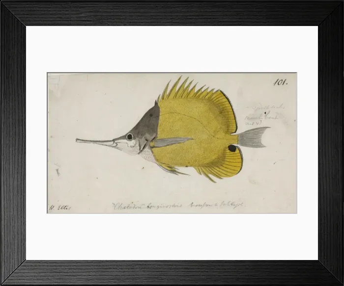 Framed Print : Chaetodon aculeatus, longsnout butterflyfish Framed Print : Chaetodon aculeatus, longsnout butterflyfish