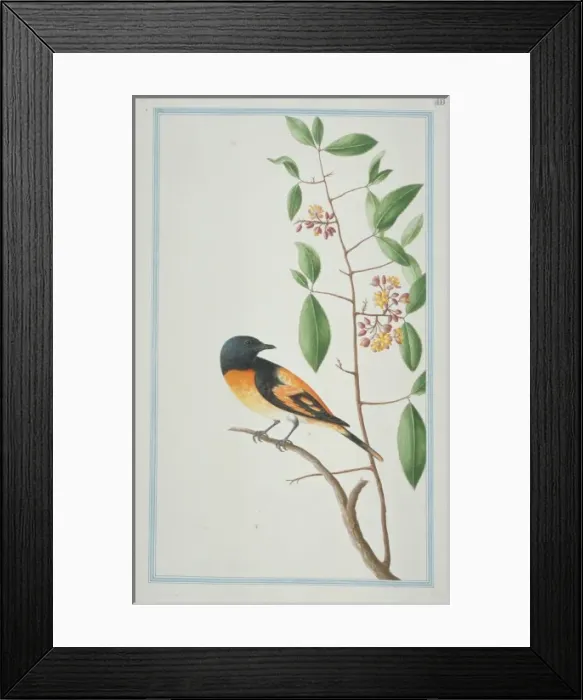 Framed Print : Pericrocotus flammeues, scarlet minivet Framed Print : Pericrocotus flammeues, scarlet minivet
