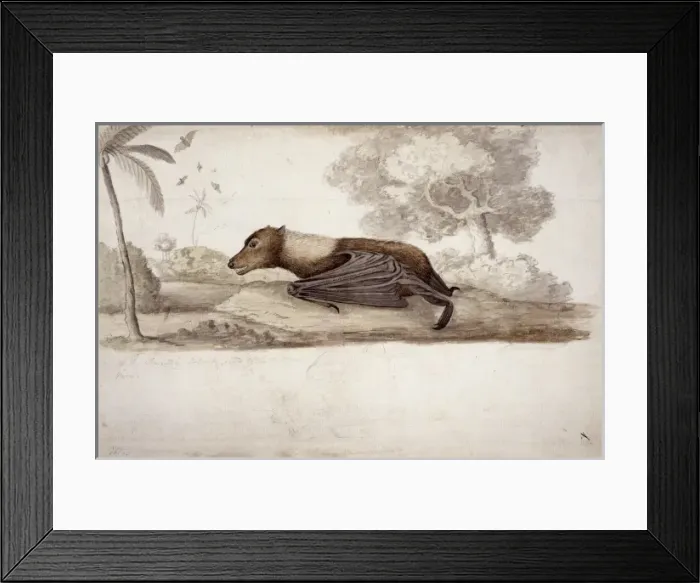 Framed Print : Pteropus sp. flying fox Framed Print : Pteropus sp. flying fox