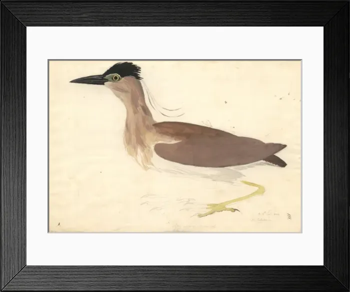 Framed Print : Nycticorax caledonicus, rufous night heron Framed Print : Nycticorax caledonicus, rufous night heron